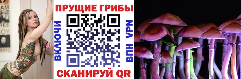 Псилоцибиновые грибы Cubensis  Купить где  Выборг 